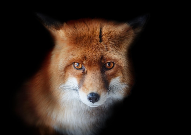 Portret lisów na czarnym tle