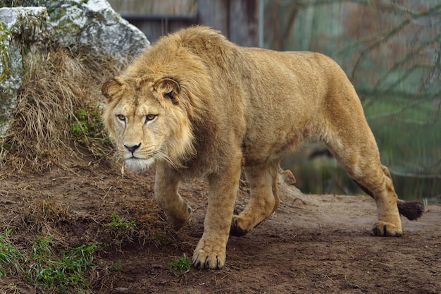 Portret lwa w zoo