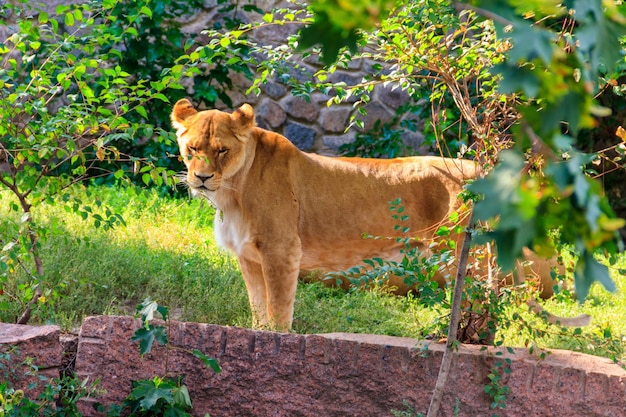 Portret lwicy Panthera leo