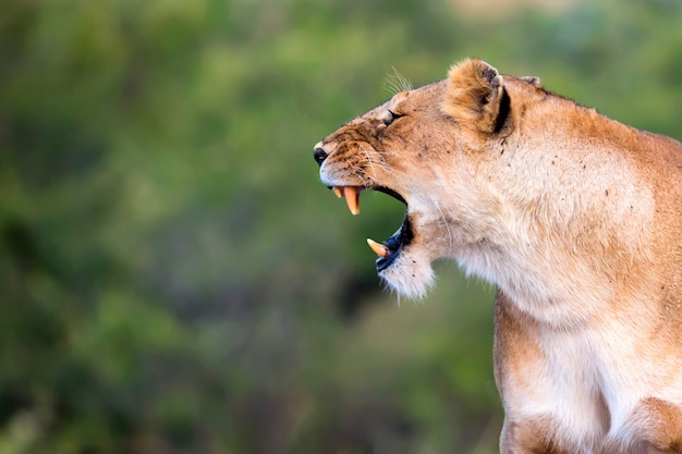 Zdjęcie portret lwicy z otwartymi ustami w parku narodowym masai mara, kenia