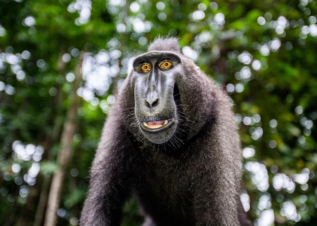 Portret makaka czubatego сelebes Zbliżenie Indonezja Sulawesi