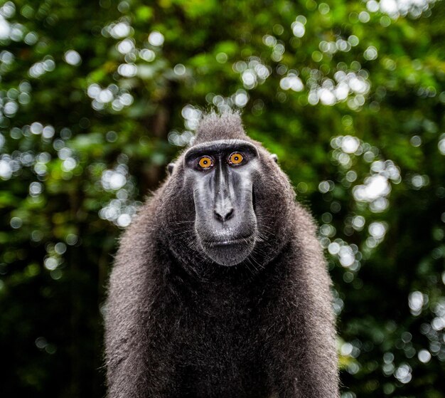 Portret makaka czubatego сelebes Zbliżenie Indonezja Sulawesi