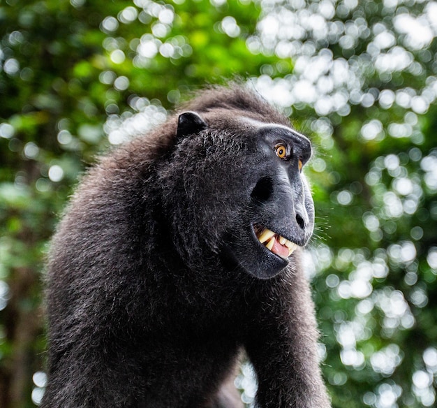 Portret makaka czubatego сelebes Zbliżenie Indonezja Sulawesi