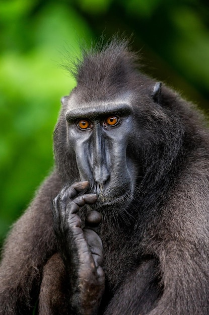 Portret makaka czubatego сelebes Zbliżenie Indonezja Sulawesi