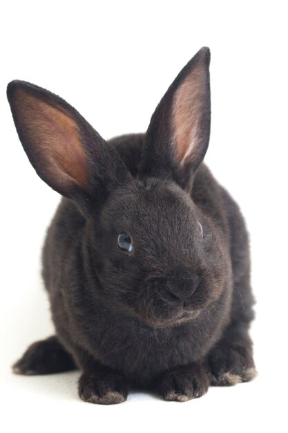 Portret małego czarnego królika