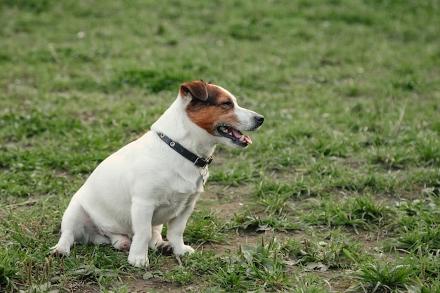 Portret małego Jack Russell terriera na zielonej trawie w parku. Biały zabawny mały pies Jack Russell terrier grając na spacer w przyrodzie, na zewnątrz. Koncepcja miłości dla zwierząt domowych. Skopiuj miejsce na stronę