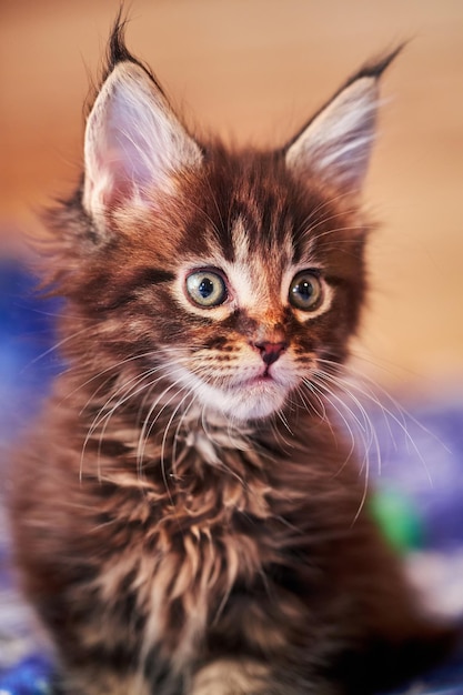Portret małego kociaka rasy Maine Coon w wieku 1,5 miesiąca. Portret kotka z frędzlami na uszach, zbliżenie