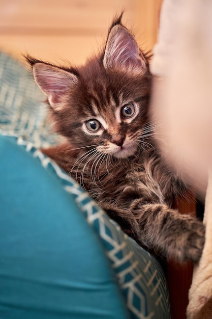 Portret małego kotka rasy Maine Coon z frędzlami na uszach zbliżenie