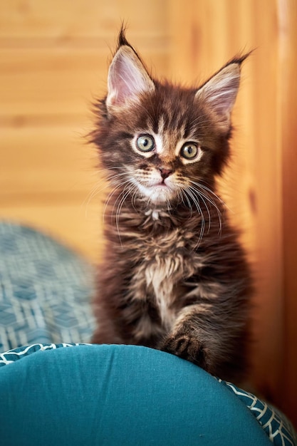 Portret małego kotka rasy Maine Coon z frędzlami na uszach.