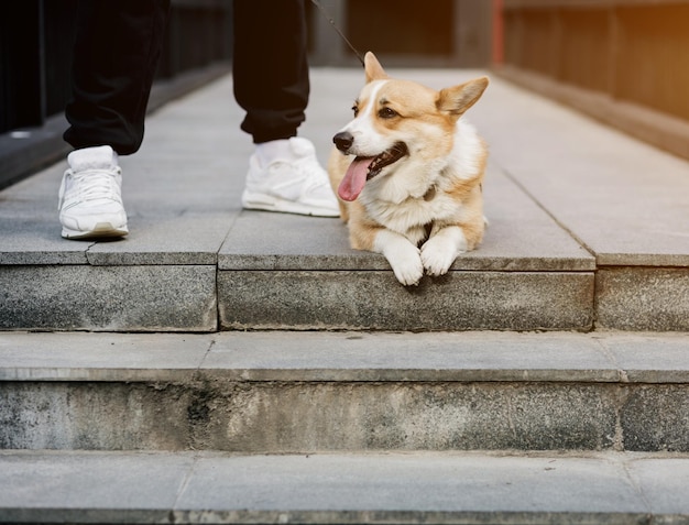 Portret małego psa corgi