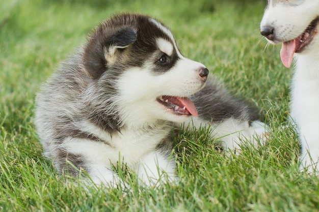 Portret małego psa husky szczeniaka.