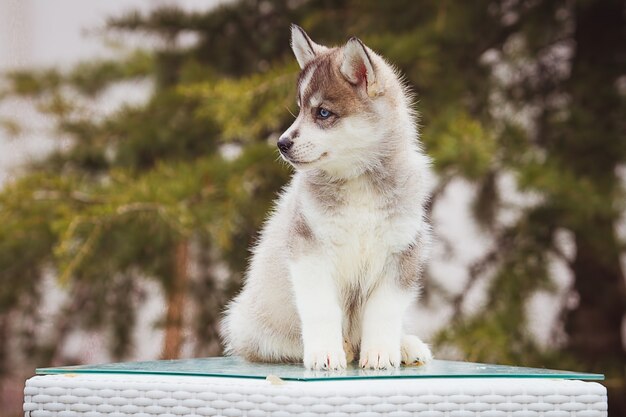 Portret małego psa husky szczeniaka.