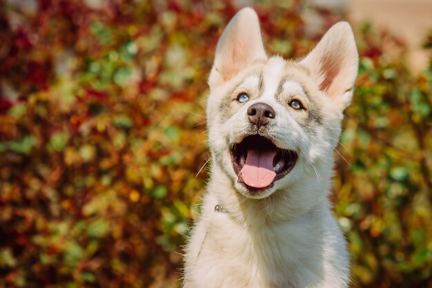 Portret Małego Psa Husky Szczeniaka.