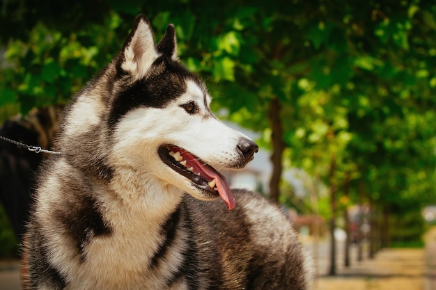 Portret małego psa husky.