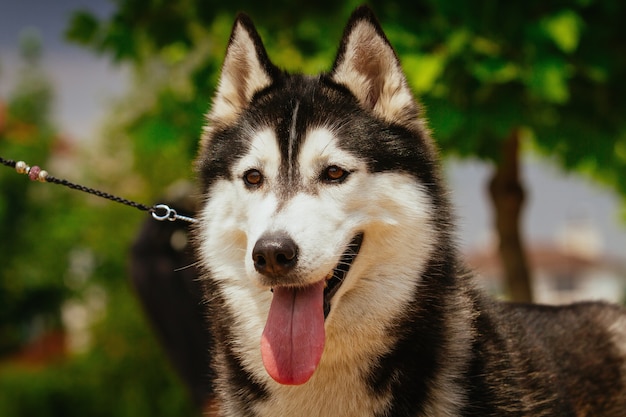 Portret małego psa husky.