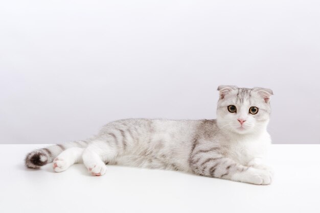 Zdjęcie portret małego słodkiego kota na białym tle szkocki zwisłouchy pręgowany kotek z zabawnymi żółtymi oczami