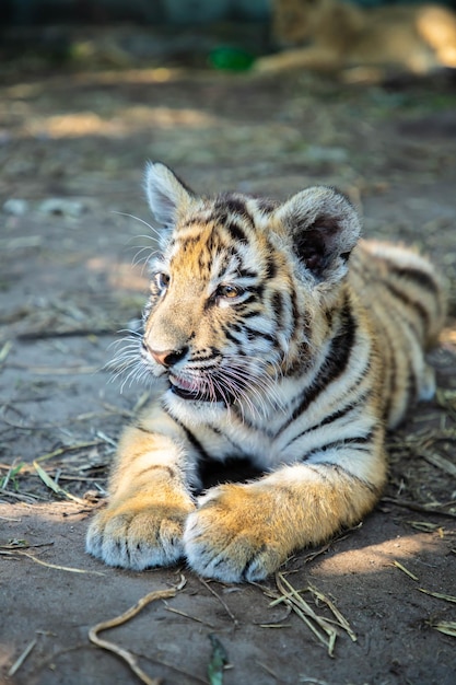 Portret małego tygrysa na zdjęciu ZOOvertical