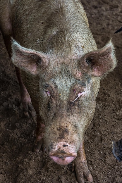 Zdjęcie portret małej świni w chlewie