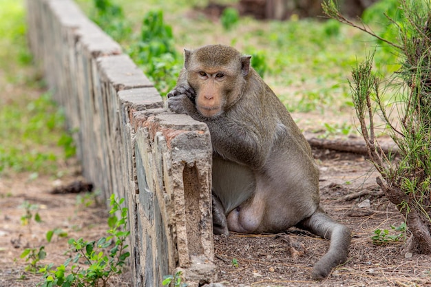 Portret małpy makaka, której nazwa to crabeating z długim ogonem