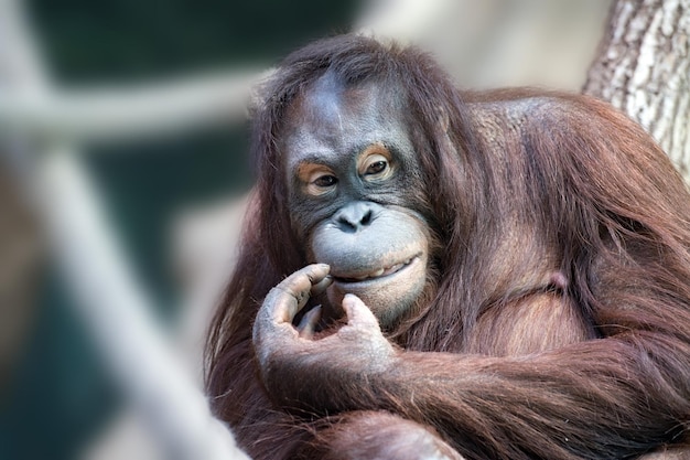 Portret małpy orangutanowej z bliska