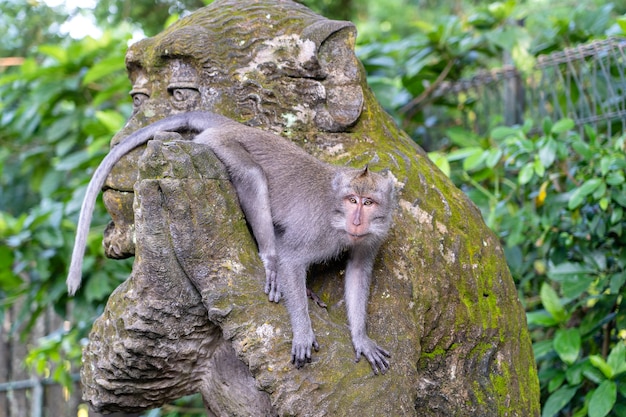 Portret małpy siedzącej na kamiennej rzeźbie małpy w świętym małpim lesie w Ubud, wyspa Bali, Indonezja. Ścieśniać