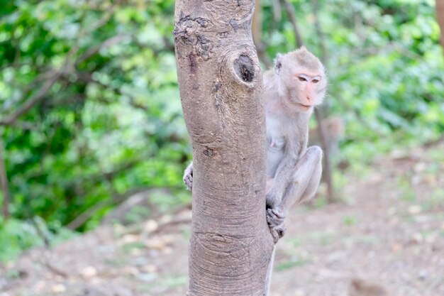 Zdjęcie portret małpy siedzącej na pniu drzewa