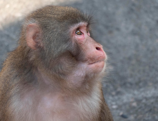 Portret małpy śnieżnej makaka japońskiego