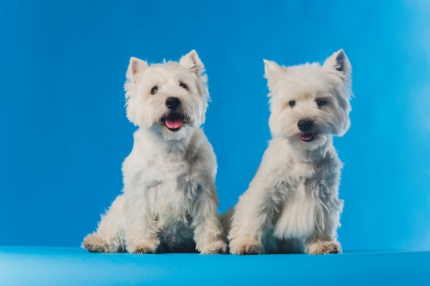 Portret Maltański lapdog Portret makro mały biały pies.