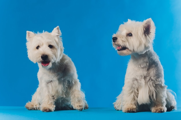 Portret Maltański Lapdog Portret Makro Mały Biały Pies.