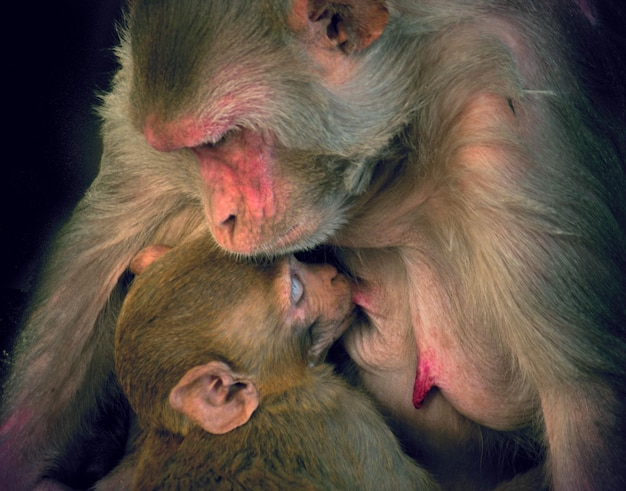 Portret Matki Małpy Z Dzieckiem