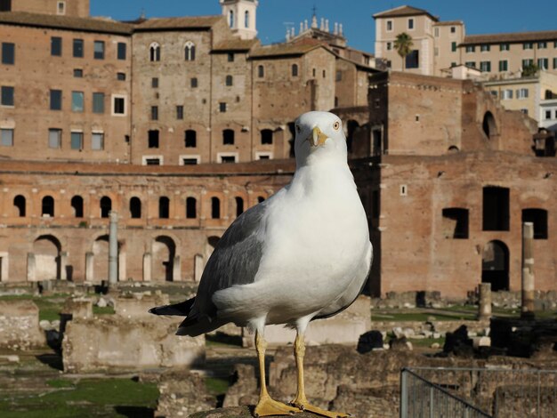 portret mewy na fori imperiali rzym budynki na chodniku zobacz cesarskie fora