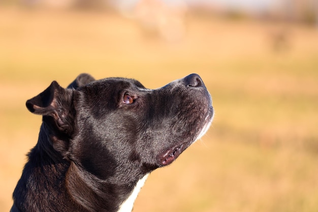 Portret młodego American Staffordshire Terrier, który patrzy w górę