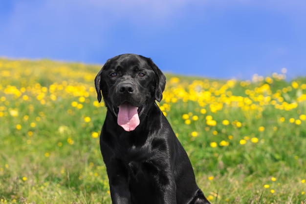 Portret młodego czarnego labradora, tło wysokiej alpejskiej żółtej i zielonej łąki i błękitnego nieba