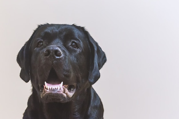 Portret młodego czarnego psa labrador retriever.