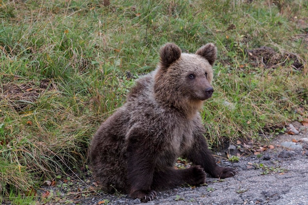 Portret młodego dzikiego niedźwiedzia w lesie z ciemnym futrem Transfogaras Rumunia