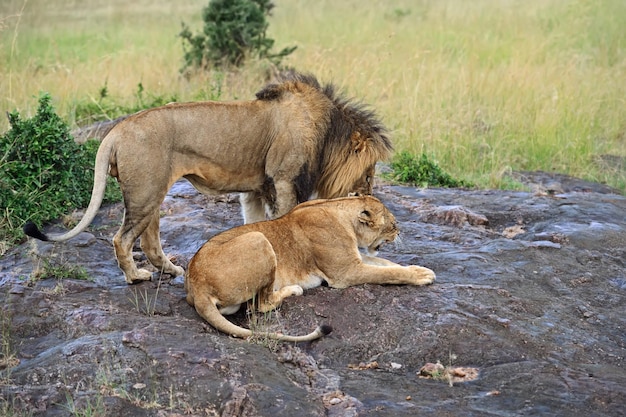 Portret Młodego Lwa W Parku Masai Mara