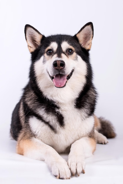 Portret młodego psa Siberian Husky, sylwetka Malamuta