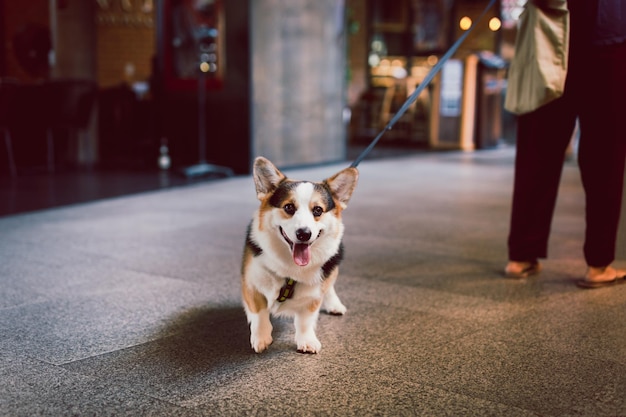 Portret młodego psa walijskiego corgi na zewnątrz na smyczy z właścicielem