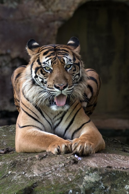 Portret Młodego Tygrysa Bengalskiego