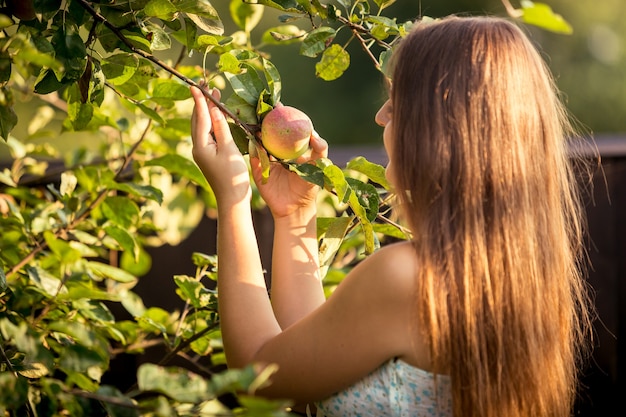 Portret młodej kobiety zbierającej jabłko z gałęzi drzewa