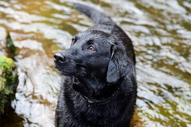 Zdjęcie portret mokrego czarnego labradora stojącego w rzece