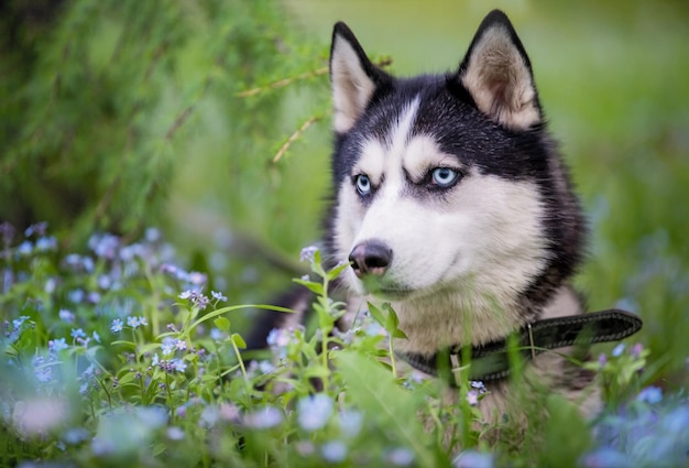 Portret Niebieskookiego Husky Syberyjskiego Patrzącego Z Powagą Z Boku Wśród Niezapominajek