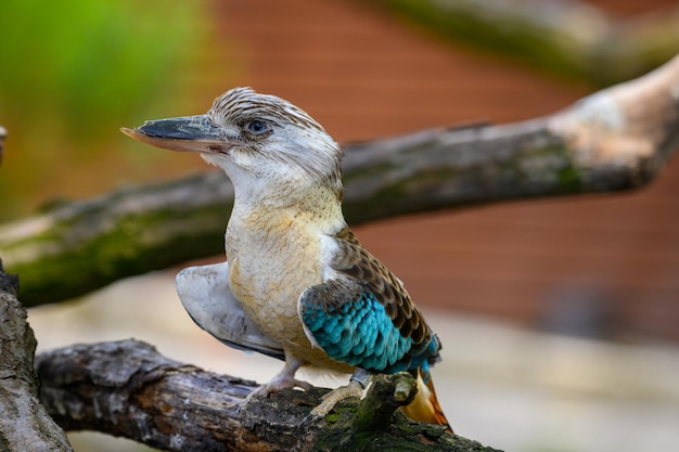 Portret niebieskoskrzydłej kookaburry, znanej również jako Dacelo leachii