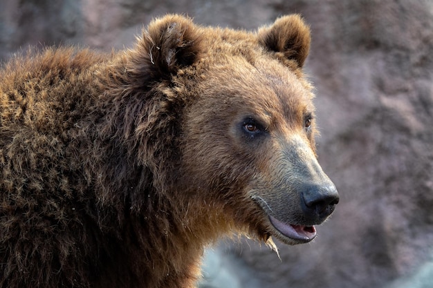 Portret niedźwiedzia brunatnego Ursus arctos beringianus Niedźwiedź brunatny kamczacki