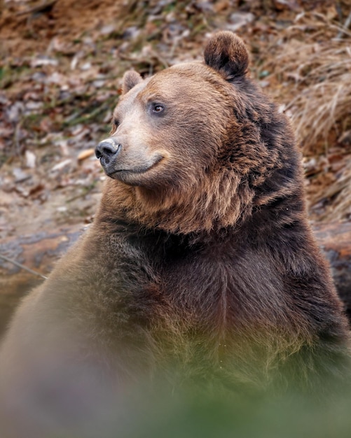 Zdjęcie portret niedźwiedzia brunatnego