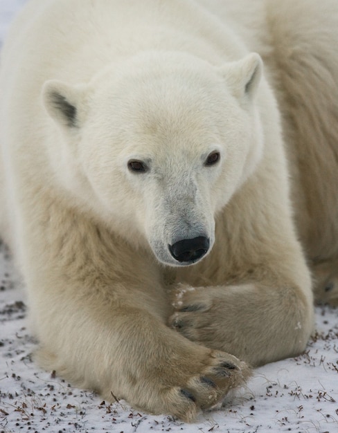 Portret niedźwiedzia polarnego. Zbliżenie. Kanada.