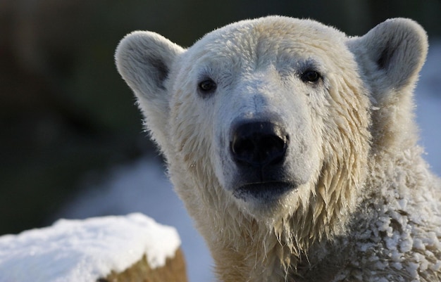 Portret niedźwiedzia polarnego zimą