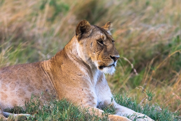 Portret odpoczynkowa lwica na trawie. Kenia, Afryka