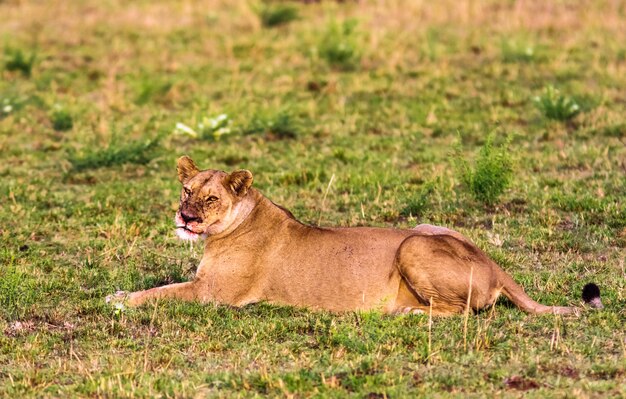 Portret odpoczywającej lwicy. Masai Mara, Kenia