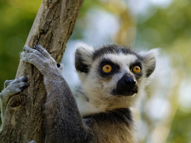 Zdjęcie portret ogoniasty lemur. zwierzę w zoo